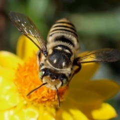 Megachile (Eutricharaea) macularis at Red Hill to Yarralumla Creek - 27 Jan 2024 04:42 PM