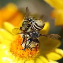 Megachile (Eutricharaea) macularis at Red Hill to Yarralumla Creek - 27 Jan 2024 04:42 PM