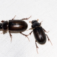 Acrossidius tasmaniae (Black-headed pasture cockchafer) at Higgins, ACT - 25 Jan 2024 by AlisonMilton