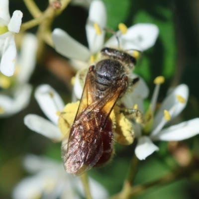Lasioglossum (Parasphecodes) sp. (genus & subgenus) (Halictid bee) at Red Hill to Yarralumla Creek - 27 Jan 2024 by LisaH