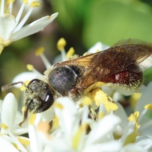 Lasioglossum (Parasphecodes) sp. (genus & subgenus) at Hughes Grassy Woodland - 27 Jan 2024