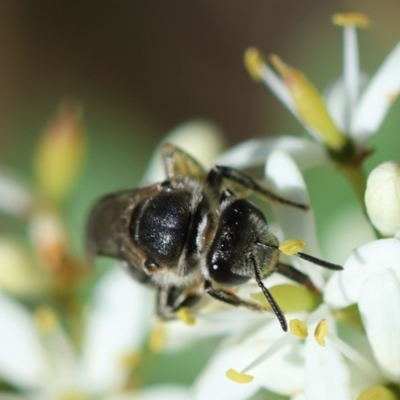 Lasioglossum (Chilalictus) sp. (genus & subgenus) (Halictid bee) at Deakin, ACT - 27 Jan 2024 by LisaH