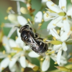 Lasioglossum (Chilalictus) sp. (genus & subgenus) at Red Hill to Yarralumla Creek - 27 Jan 2024