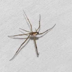 Theridiidae (family) (Comb-footed spider) at Higgins, ACT - 25 Jan 2024 by AlisonMilton