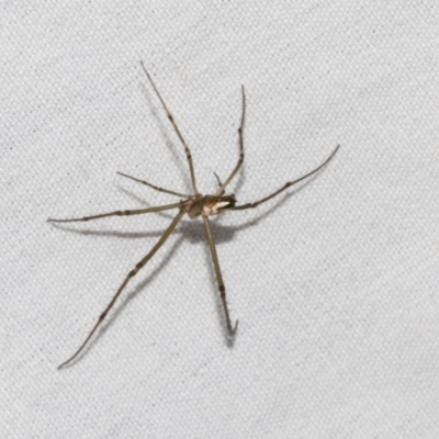 Theridiidae (family) (Comb-footed spider) at Higgins, ACT - 25 Jan 2024 by AlisonMilton