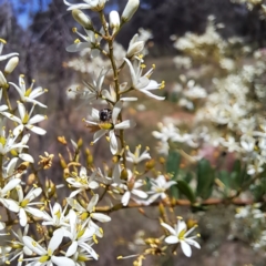 Mordellidae (family) at Justice Robert Hope Reserve (JRH) - 27 Jan 2024