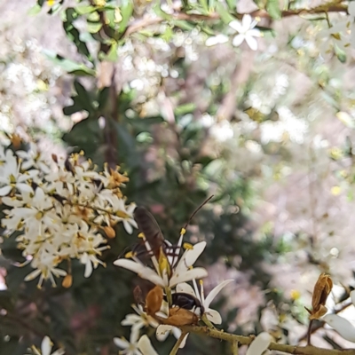 Syllitus rectus (Longhorn beetle) at Justice Robert Hope Reserve (JRH) - 27 Jan 2024 by abread111