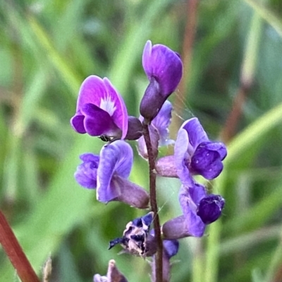 Glycine tabacina (Variable Glycine) at Karabar, NSW - 27 Jan 2024 by SteveBorkowskis