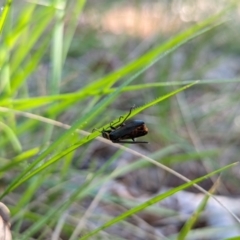 Chauliognathus lugubris (Plague Soldier Beetle) at Watson Green Space - 26 Jan 2024 by AniseStar