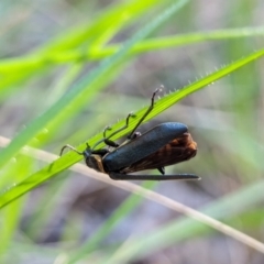 Chauliognathus lugubris at Watson Green Space - 26 Jan 2024 05:25 PM