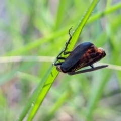 Chauliognathus lugubris at Watson Green Space - 26 Jan 2024