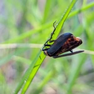 Chauliognathus lugubris at Watson Green Space - 26 Jan 2024 05:25 PM