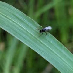 Unidentified Crane fly, midge, mosquito or gnat (several families) at Watson Green Space - 26 Jan 2024 by AniseStar