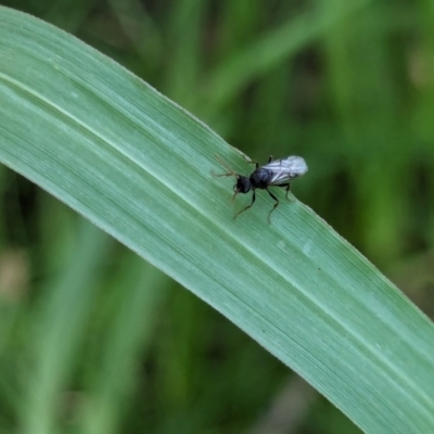 Unidentified Crane fly, midge, mosquito or gnat (several families) at Watson, ACT - 26 Jan 2024 by AniseStar