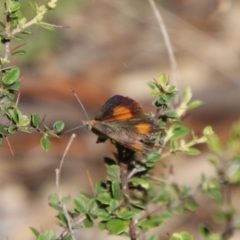 Paralucia aurifera (Bright Copper) at Jerangle, NSW - 27 Jan 2024 by Csteele4