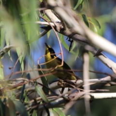 Lichenostomus melanops (Yellow-tufted Honeyeater) at Jerangle, NSW - 26 Jan 2024 by Csteele4