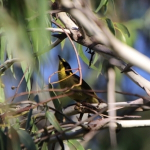 Lichenostomus melanops at Jerangle, NSW - 26 Jan 2024