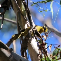 Lichenostomus melanops at Jerangle, NSW - 26 Jan 2024