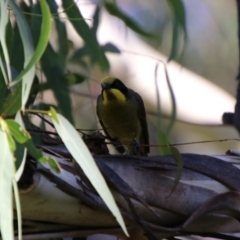 Lichenostomus melanops at Jerangle, NSW - 26 Jan 2024