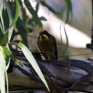 Lichenostomus melanops at Jerangle, NSW - 26 Jan 2024