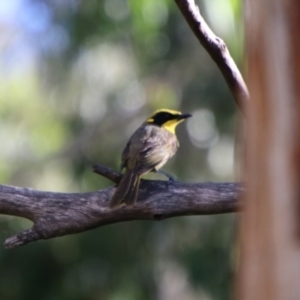 Lichenostomus melanops at Jerangle, NSW - 26 Jan 2024