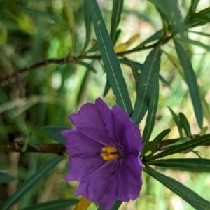 Solanum linearifolium at Watson Green Space - 26 Jan 2024