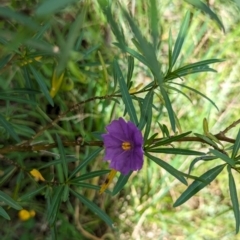 Solanum linearifolium at Watson Green Space - 26 Jan 2024