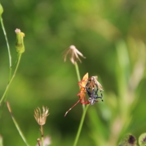 Amorbus sp. (genus) at Jerangle, NSW - 26 Jan 2024