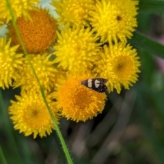 Glyphipterix chrysoplanetis (A Sedge Moth) at Watson Green Space - 26 Jan 2024 by AniseStar