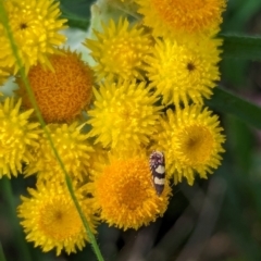 Glyphipterix chrysoplanetis at Watson Green Space - 26 Jan 2024