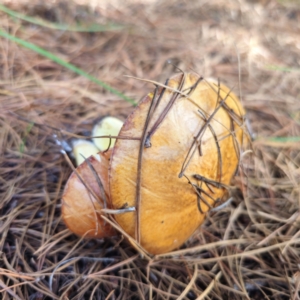 Suillus granulatus at Jerangle, NSW - 26 Jan 2024