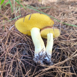 Suillus granulatus at Jerangle, NSW - 26 Jan 2024