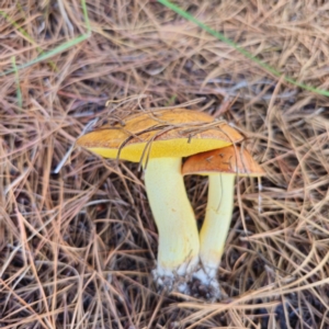 Suillus granulatus at Jerangle, NSW - 26 Jan 2024