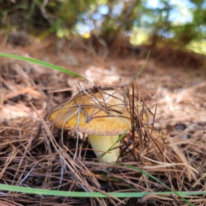 Suillus granulatus at Jerangle, NSW - 26 Jan 2024