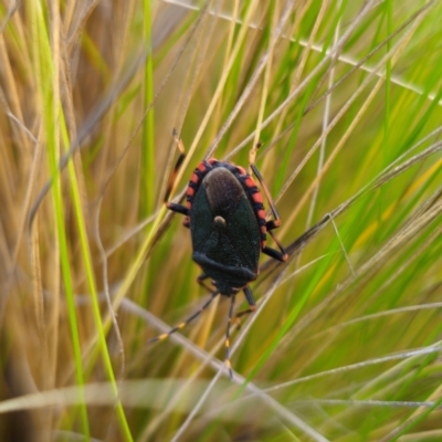 Notius depressus (Shield bug) at Jerangle, NSW - 26 Jan 2024 by Csteele4