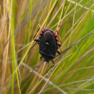 Notius depressus at Jerangle, NSW - 26 Jan 2024