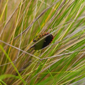 Notius depressus at Jerangle, NSW - 26 Jan 2024 06:22 PM