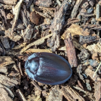 Pterohelaeus piceus (Pie-dish beetle) at Watson Green Space - 26 Jan 2024 by AniseStar