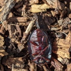 Pterohelaeus granuliger at Watson Green Space - 26 Jan 2024 05:07 PM