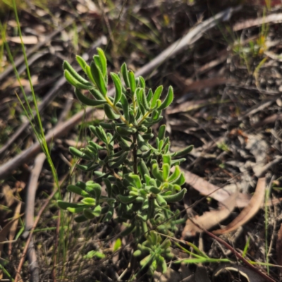 Persoonia rigida (Hairy Geebung) at Jerangle, NSW - 26 Jan 2024 by Csteele4