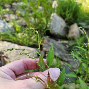 Persicaria hydropiper at Jerangle, NSW - 26 Jan 2024 06:00 PM