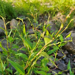 Persicaria hydropiper at Jerangle, NSW - 26 Jan 2024 06:00 PM