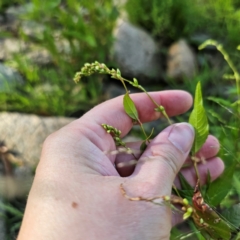 Persicaria hydropiper at Jerangle, NSW - 26 Jan 2024 06:00 PM