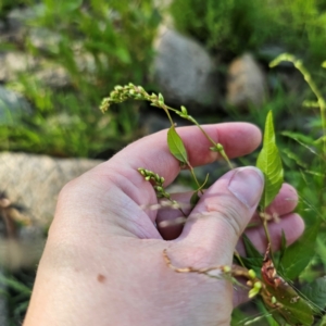 Persicaria hydropiper at Jerangle, NSW - 26 Jan 2024