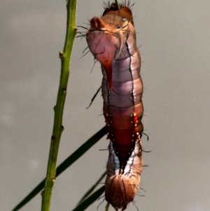 Neola semiaurata at Lyons, ACT - 23 Jan 2024