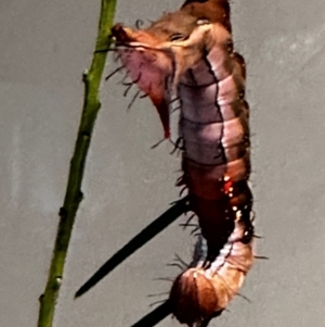 Neola semiaurata at Lyons, ACT - 23 Jan 2024