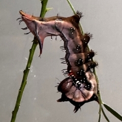 Neola semiaurata at Lyons, ACT - 23 Jan 2024