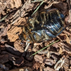 Chondropyga dorsalis at Watson Green Space - 26 Jan 2024 05:06 PM