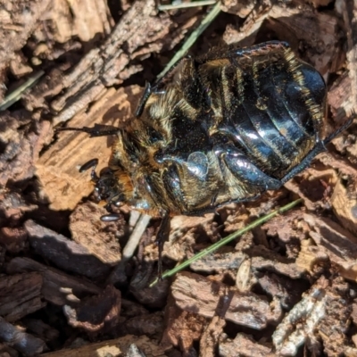 Chondropyga dorsalis (Cowboy beetle) at Watson Green Space - 26 Jan 2024 by AniseStar