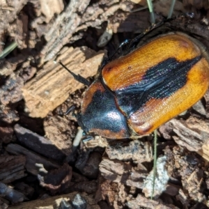 Chondropyga dorsalis at Watson Green Space - 26 Jan 2024